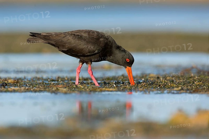 Sooty Oystercatcher (Haematopus fuliginosus) foraging, South Australia, Australia