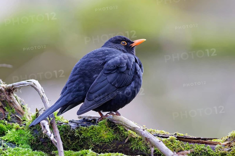 Common blackbird (Turdus merula) sitting on a moss-covered branch in natural woodland surroundings, Germany