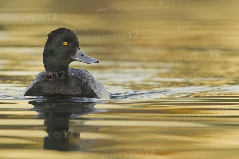 Lesser Scaup (Aythya affinis) male, Arizona, USA