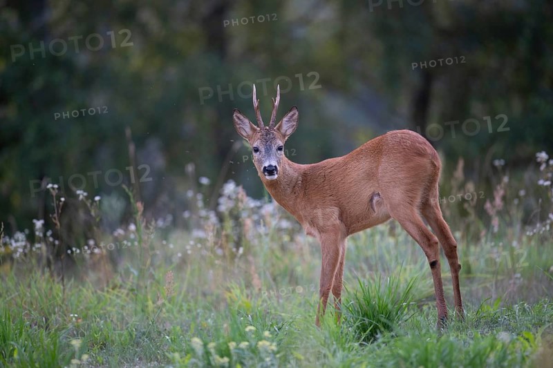 Roe deer (Capreolus capreolus), roebuck in a forest clearing, Tyrol, Austria