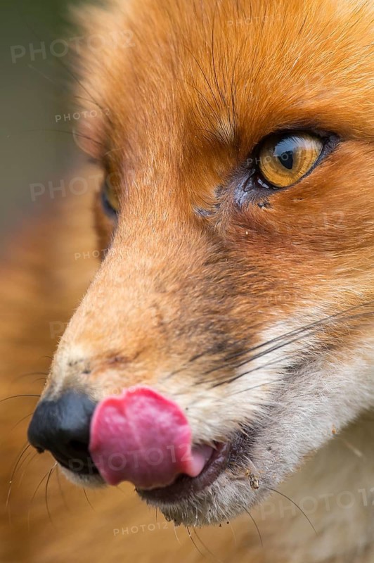 Red Fox (Vulpes vulpes) adult portrait, Netherlands