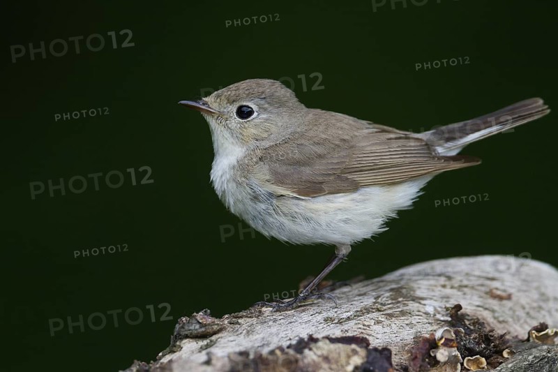 Red-breasted Flycatcher (Ficedula parva) juvenile, Hungary