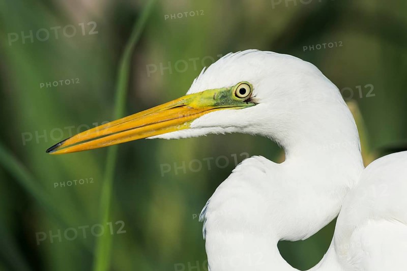 Great Egret (Ardea alba), Eilat, Israel