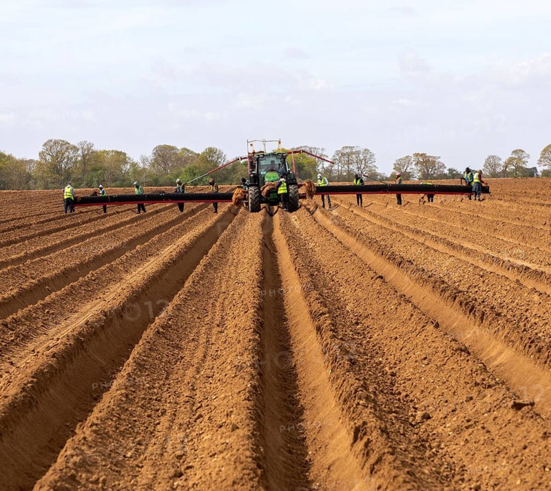 John Deere 6R tractor with wide-boom conveyor system planting platform for potatoes, Shottisham, Suffolk, England, UK