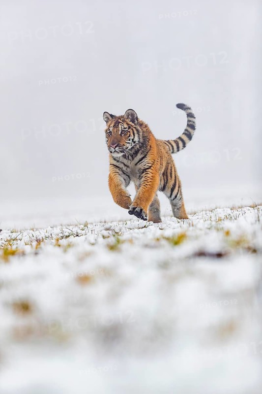 One young Siberian Tiger, Panthera tigris altaica, running over snowy meadow with dense fog in the background