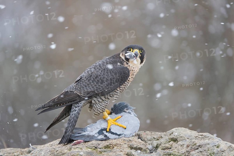 Peregrine Falcon (Falco peregrinus) female, Saxony, Germany