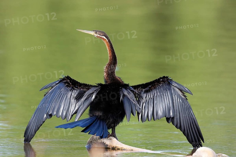 African Darter (Anhinga rufa), Okavango-Delta, Botswana