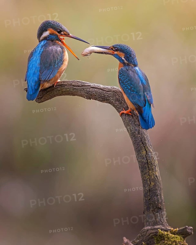 Kingfisher (Alcedo atthis) spring, courtship, mating, nuptial gift, male, hunting, catching fish, female on branch, dive, diving, courtship feeding with whitefish, underwater, surfacing, whitefish, hungry, foraging, fight for survival, immersion, mating, habitat intact, Saxony-Anhalt, Germany