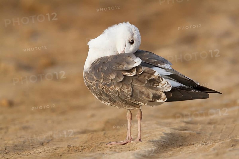 Lesser Black-backed Gull (Larus fuscus), Morocco