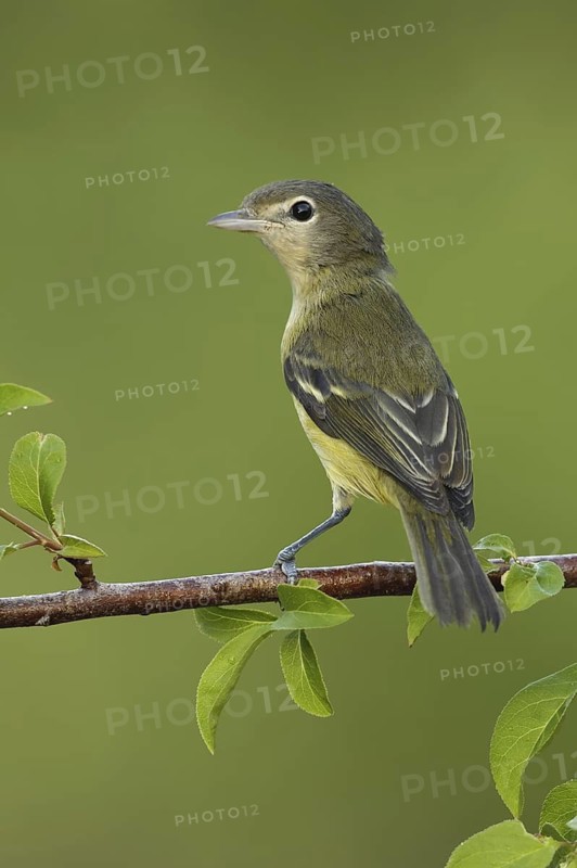 Bell's Vireo (Vireo bellii), Texas, USA