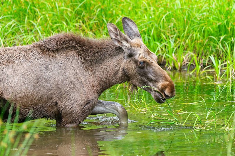 Eurasian elk (Alces alces) walking in a little swamp in early summer, Bavarian Forest, Bavaria, Germany