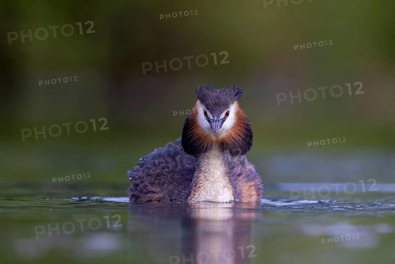 Great Crested Grebe (Podiceps cristatus), North Rhine-Westphalia, Germany