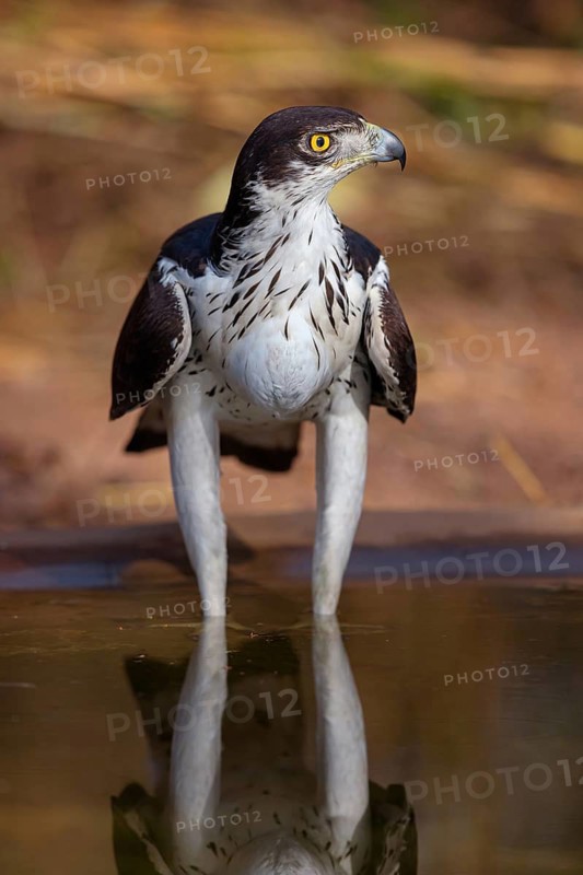 African Hawk-eagle, Acacia eagle, (Aquila spilogaster), perch, Tendaba camp / Tendaba photo hid, Kwinella, South Bank, Gambia