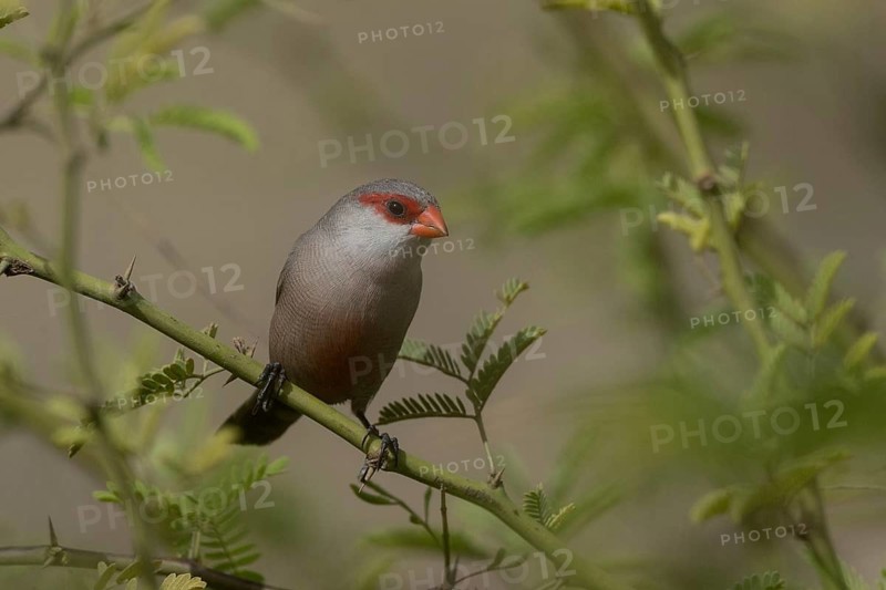 Common Waxbill (Estrilda astrild) perched on a branch, Cape Verde