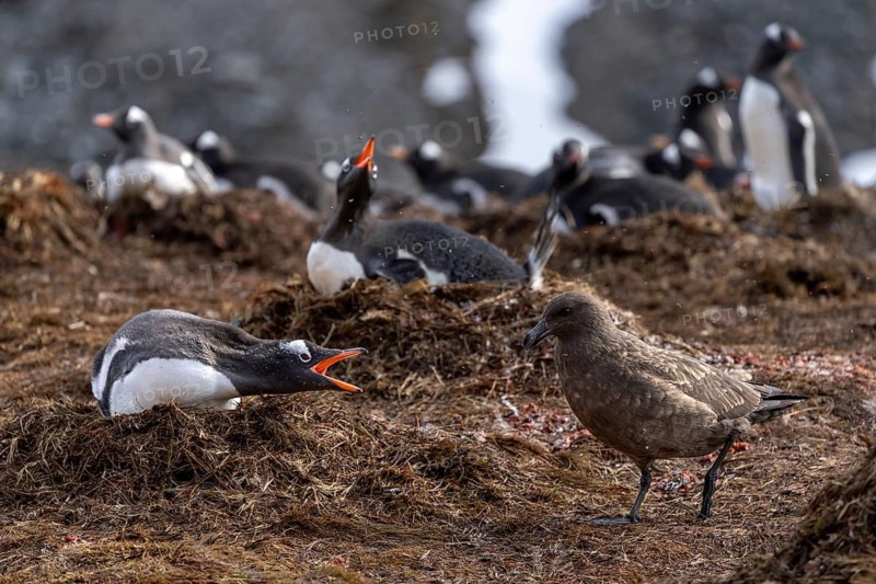 Gentoo penguins (Pygoscelis papua) defend their nest with open beaks against Subantarctic skua (Stercorarius antarcticus), breeding colony, South Georgia, British Overseas Territory