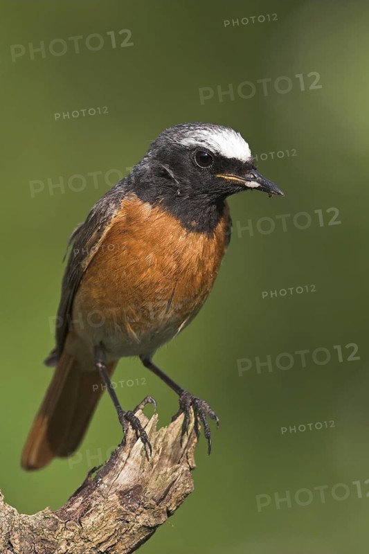 Common Redstart (Phoenicurus phoenicurus) male, Baden-Wuerttemberg, Germany
