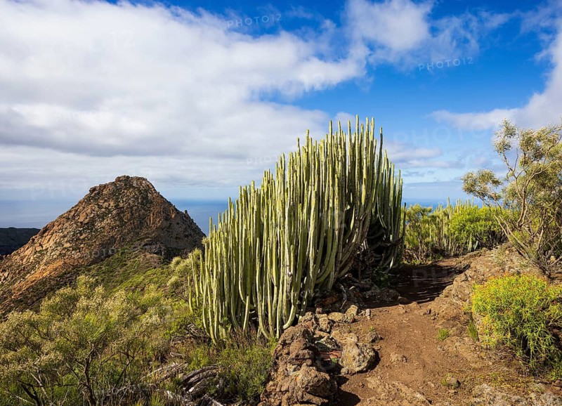 Mountain landscape, mountain hiking, Euphorbia canariensis, Canary milkweed with view to Risco Blanco, El Molledo, Tenerife, Canary Island, Spain