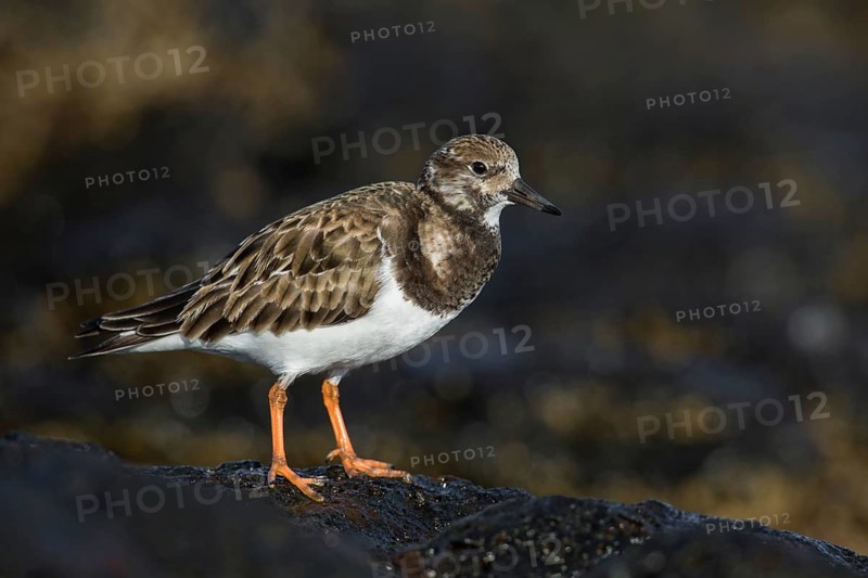 Ruddy Turnstone (Arenaria interpres) feeding amongst the rocks, Fuerteventura, Spain
