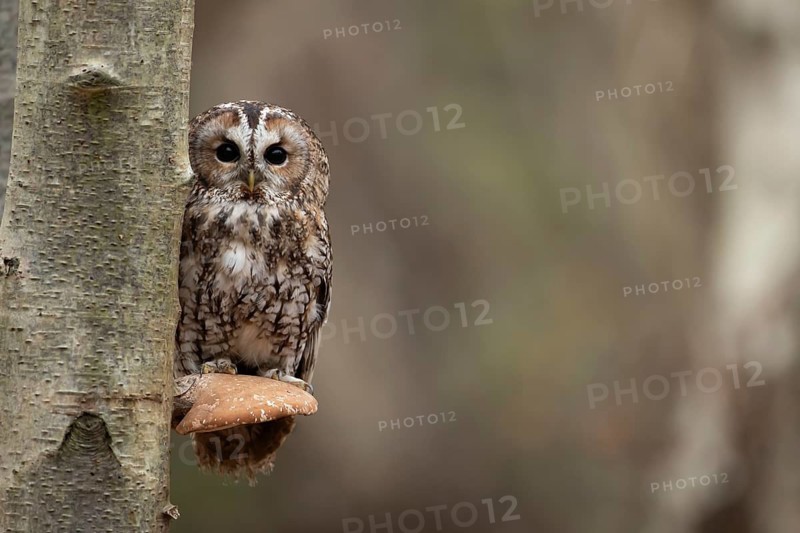 Tawny owl (Strix aluco) adult bird on a Bracket fungi on a Silver birch tree in a woodland in autumn, England, United Kingdom