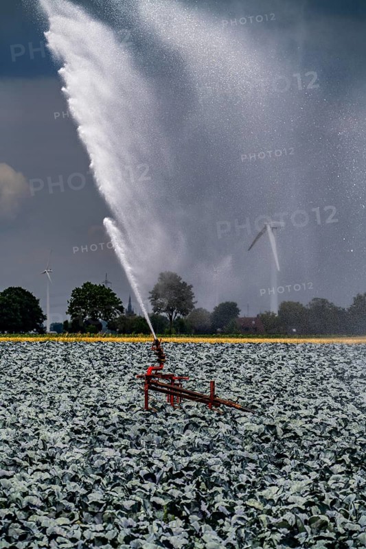 Agriculture, artificial irrigation of a field, irrigation system, cabbage cultivation, red cabbage, near Kempen on the Lower Rhine, North Rhine-Westphalia, Germany