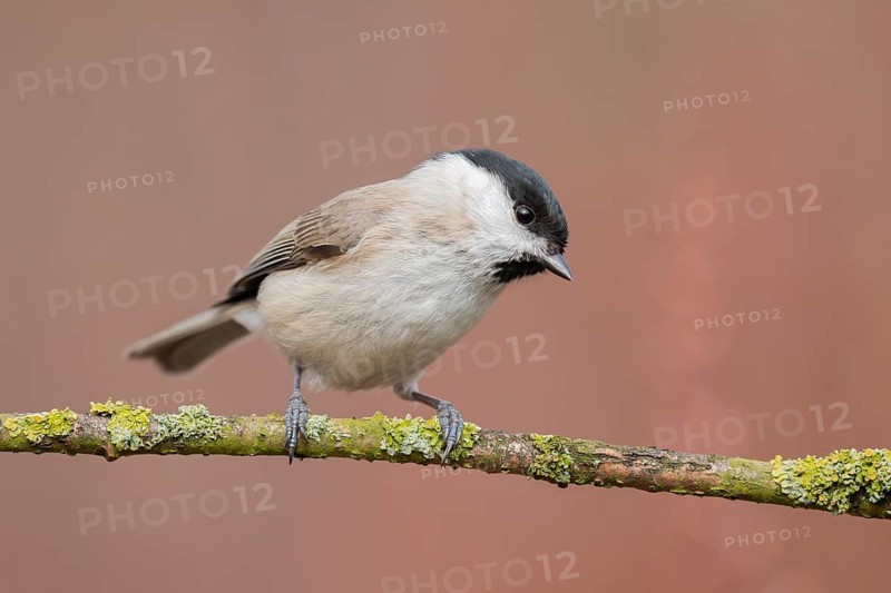 Marsh Tit (Poecile palustris) perched on a branch, Lower Saxony, Germany