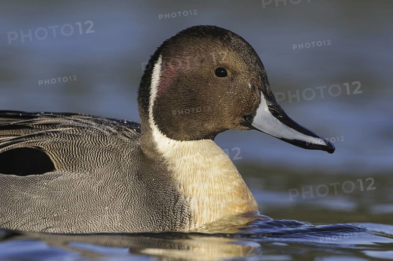 Northern Pintail (Anas acuta) male, British Columbia, Canada