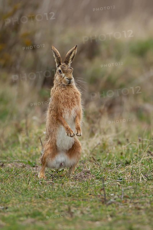 European brown hare (Lepus europaeus) adult animal standing on its back two legs in grassland in spring, England, United Kingdom