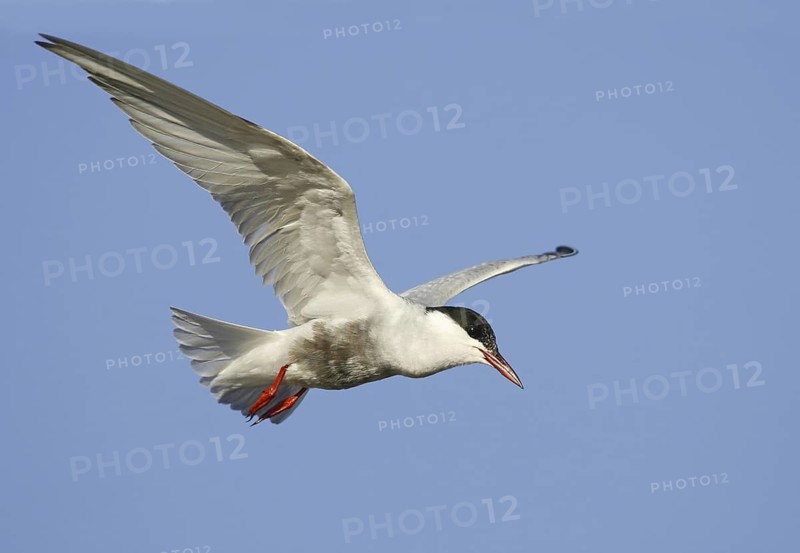 Whiskered Tern (Chlidonias hybrida), Victoria, Australia