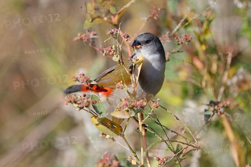 Green Astrild (Coccopygia melanotis), adult, female, on shrub, feeding, seeds, Kirstenbosch Botanical Gardens, Cape Town, South Africa