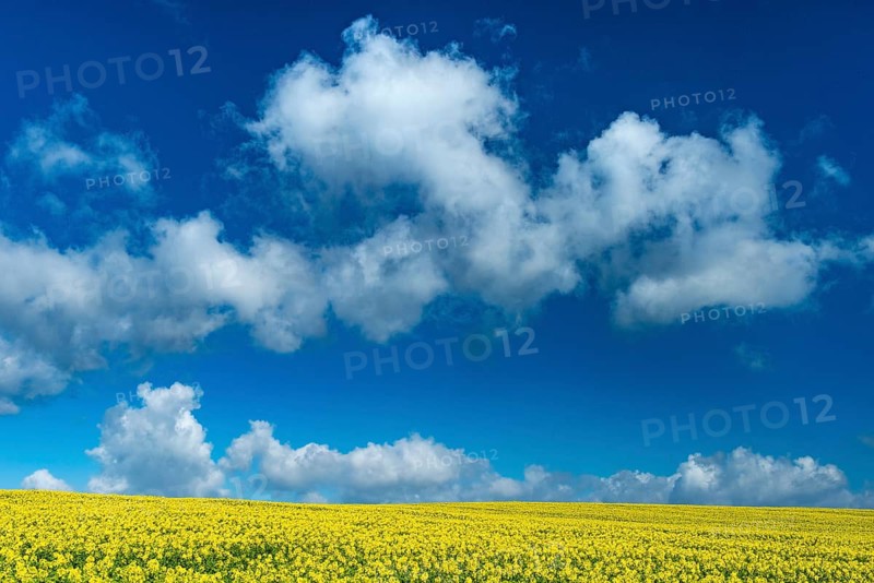 Rape field with blue sky and clouds, Rügen, Bergen, Mecklenburg-Western Pomerania, Germany