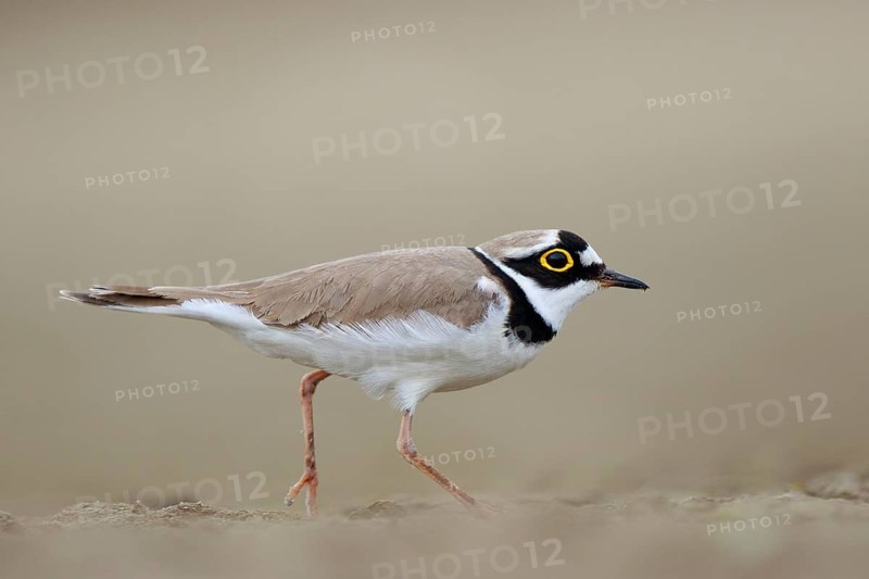 Little Ringed Plover (Charadrius dubius) male, North Rhine-Westphalia, Germany