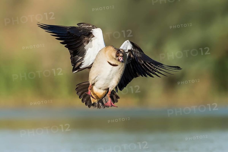 Egyptian Goose (Alopochen aegyptiaca) landing, Eilat, Israel