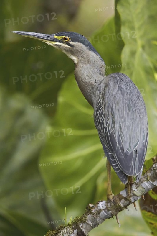 Striated Heron (Butorides striata), Ecuador