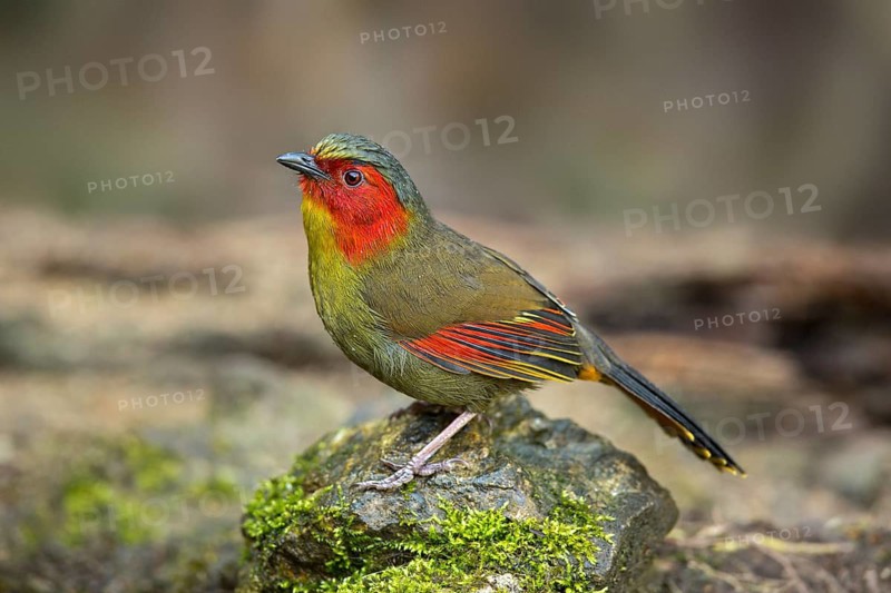 Red-faced Liocichla (Liocichla phoenicea), Yunnan, China