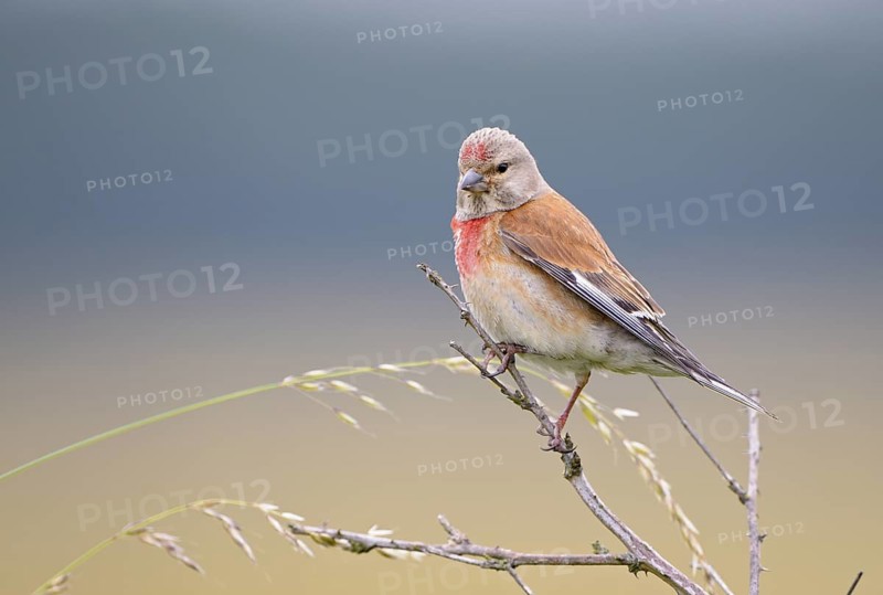 Bluthaenfling (Carduelis cannabina), Linnet, Maennchen zur Brutzeit, Juli, NSG Dingdener Heide, Nordrhein-Westfalen, Deutschland