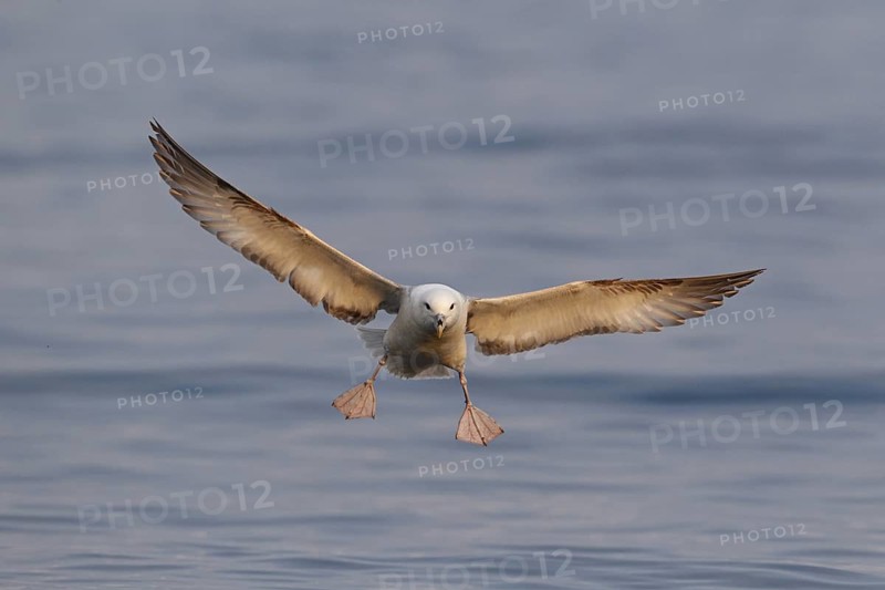 Northern Fulmar (Fulmarus glacialis) flying, Iceland