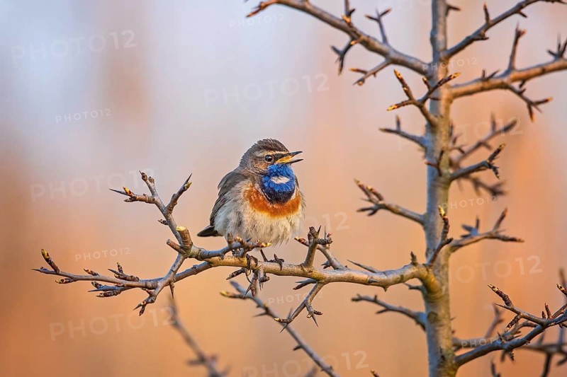 Bluethroat (Luscinia svecica cyanecula) male singing, Saxony-Anhalt, Germany