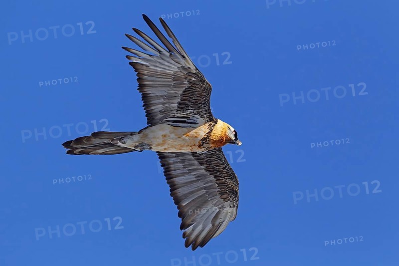 Bearded Vulture (Gypaetus barbatus) flying, Valais, Switzerland