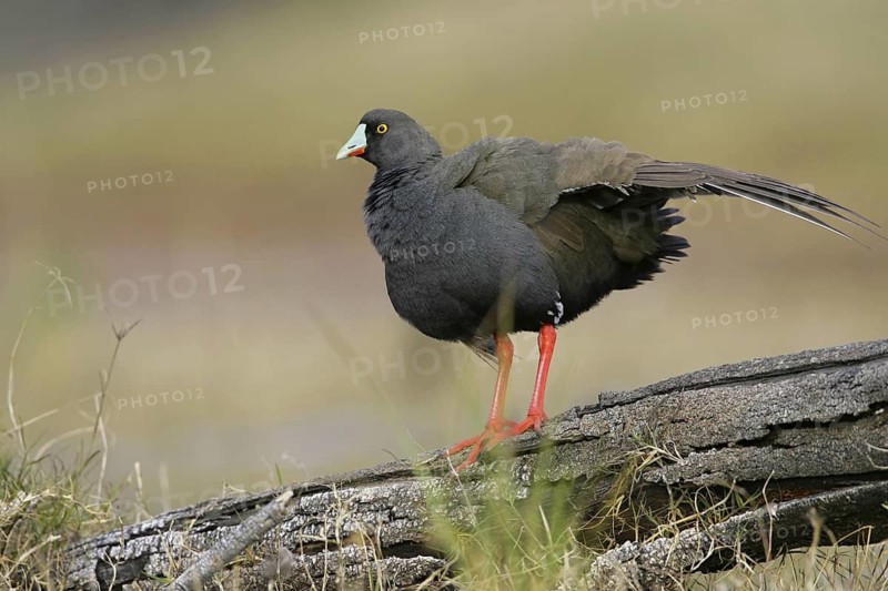 Black-tailed Nativehen (Tribonyx ventralis), Victoria, Australia