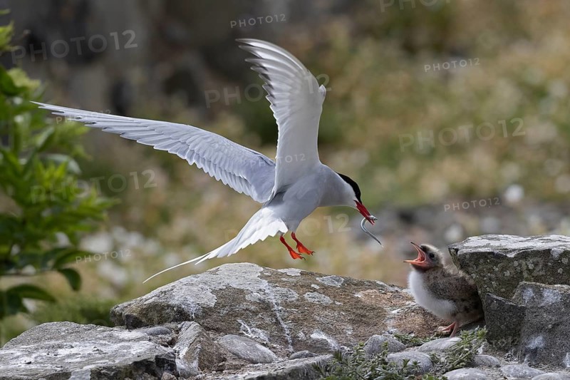 Arctic Tern (Sterna paradisaea) feeding chick, Scotland, United Kingdom