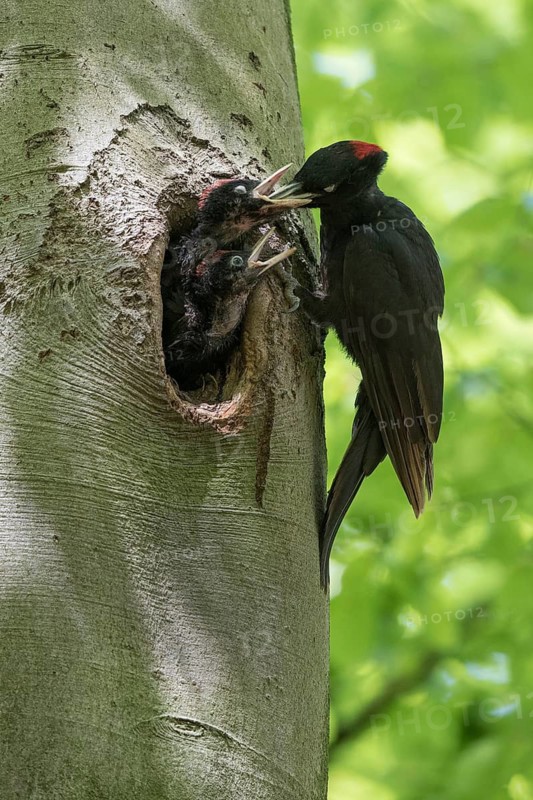 Black Woodpecker (Dryocopus martius) female feeding chicks in nest hole, North Rhine-Westphalia, Germany