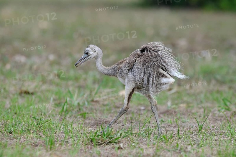 Greater Rhea (Rhea americana), Pantanal, Brazil