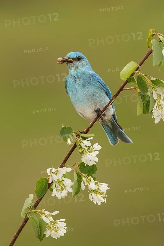 Mountain Bluebird (Sialia currucoides) male with feed in its beak, British Columbia, Canada