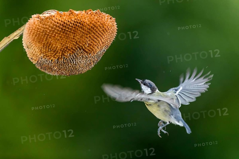 Great Tit (Parus major) at a sunflower (Helianthus annuus), Mecklenburg-Western Pomerania, Germany