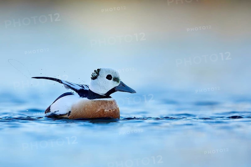Steller's Eider (Polysticta stelleri) male, Finnmark, Norway