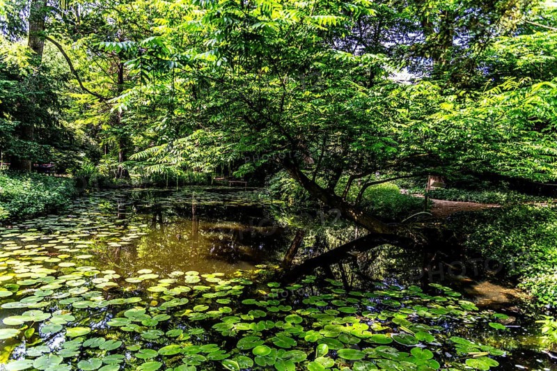 Historic Tuin Schoonoord Park, English-style garden with unique plants, Rotterdam, Netherlands