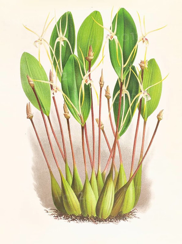 Orchid, Dendrobium Inauditum, authentic reproduction of an illustration by Jean Jules Linden (1817 - 1898), Luxembourgish-Belgian botanist, one of the fathers of orchid research, Historical