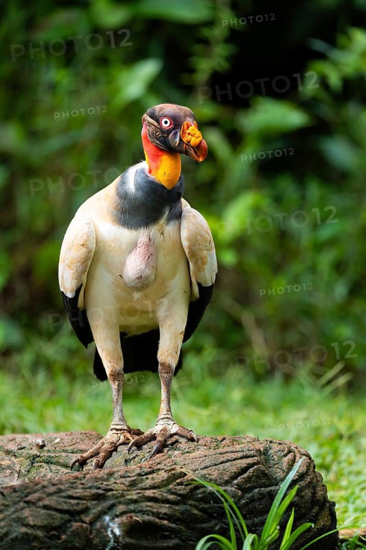 King vulture (Sarcoramphus papa), cock, vulture birds (Aegypiinae), Laguna del Lagarto Lodge, Alajuela, Costa Rica