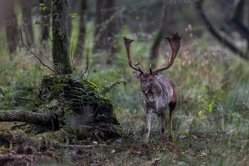 Rutting sites of fallow deer (Dama dama) are often located in dense forest areas that are difficult to see, fortunately this one is in an open alder swamp, rut, mating season, deer rut, autumn, October, Germany