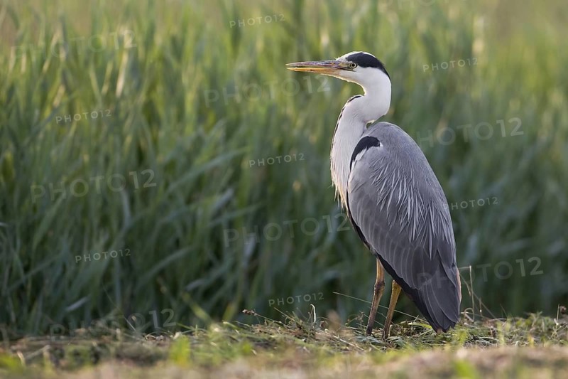 Grey Heron (Ardea cinerea), Saxony-Anhalt, Germany